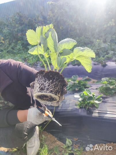 Земклуника Купчиха, земляника садовая Априка, Азия