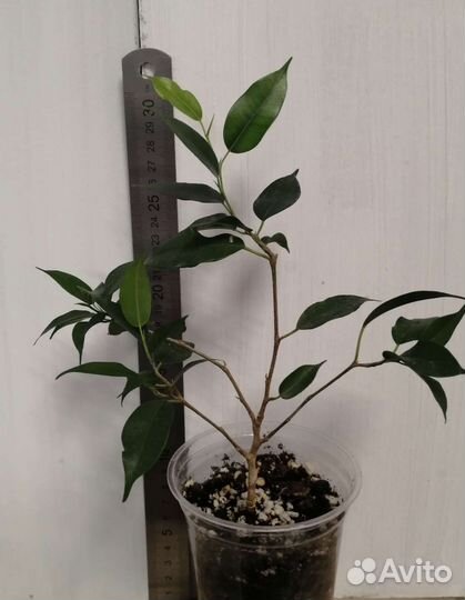 Фикус каучуконосный фикус бенджамина