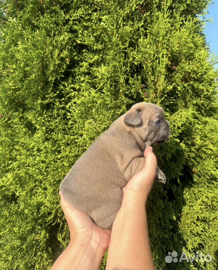 Малыши французского бульдога