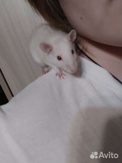 Крыса дамбо