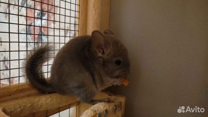 Шиншилла из питомника