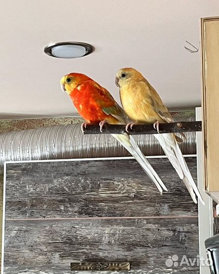 Певчие птицы, попугаи