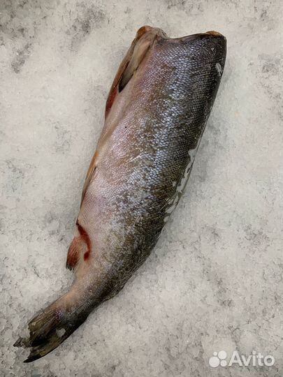 Кижуч дальневосточный