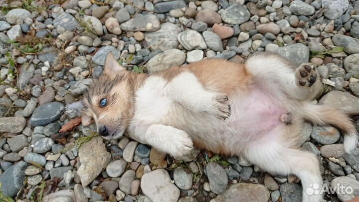 Щенки маламут