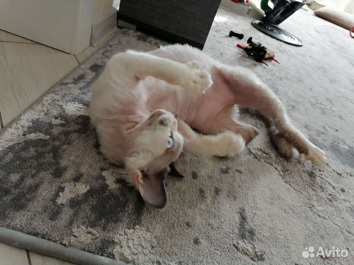 Девон-рекс кошка