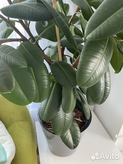 Фикус Робуста каучуковый 120 см большой