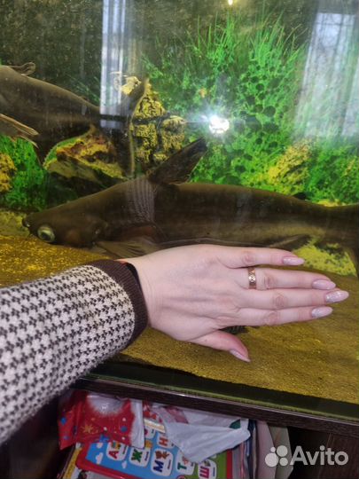 Аквариумные рыбки