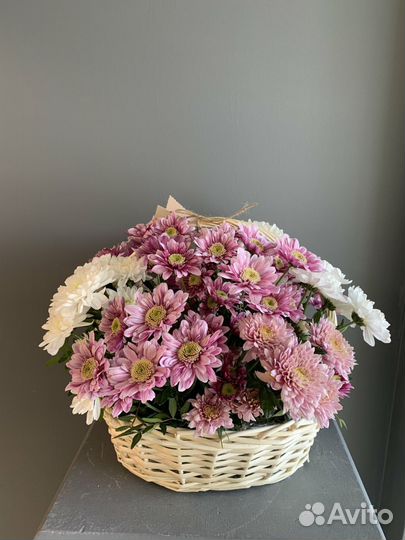 Хризантемы Букет хризантем 5 11 25 31 45 шт