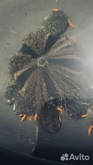 Рыбы, актиния, кораллы