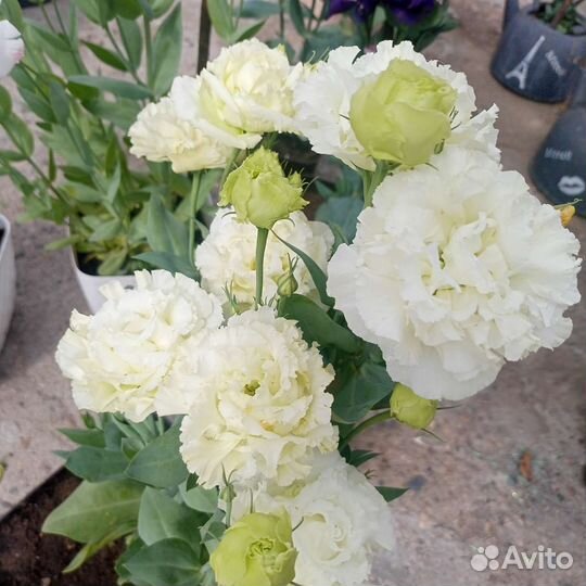 Эустома.Роза. Цветок в горшке