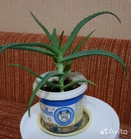 Алоэ лечебный