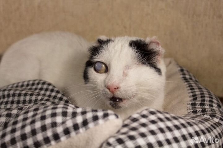 Кошечка в добрые руки