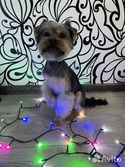 Стрижка собак и кошек Грумер