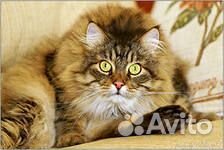 Разновозрастные кошки