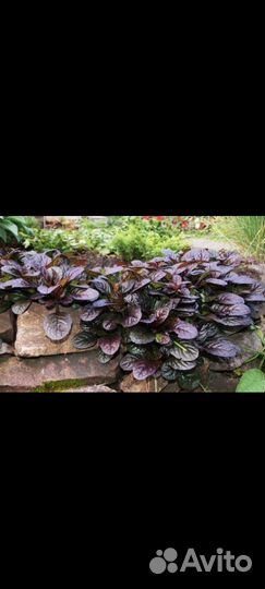 Живучка растение