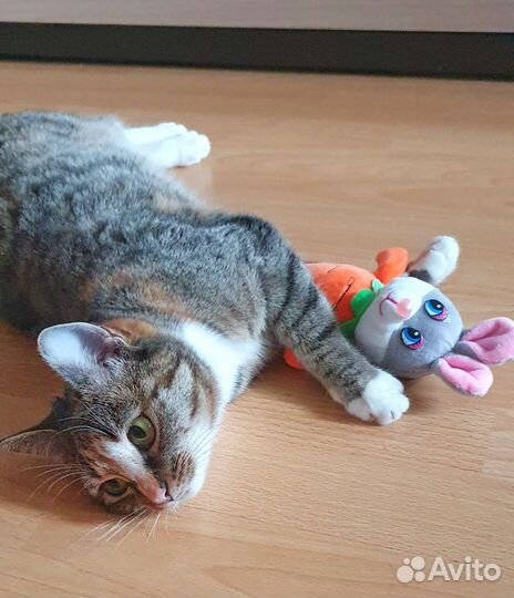 Лучшая кошка