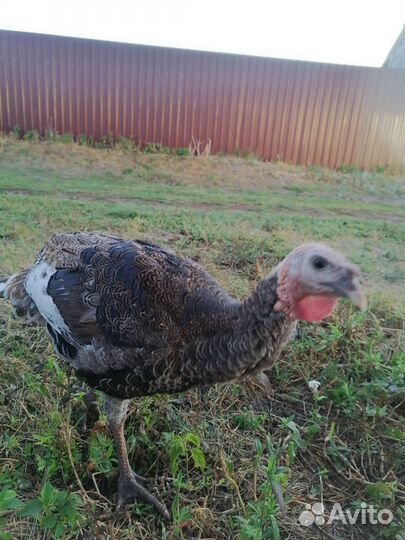 Индюшата подрощенные