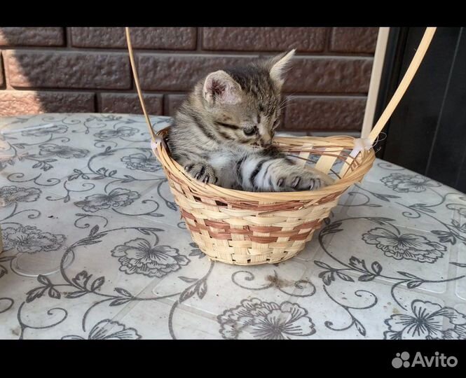 Кошка в дар бесплатно