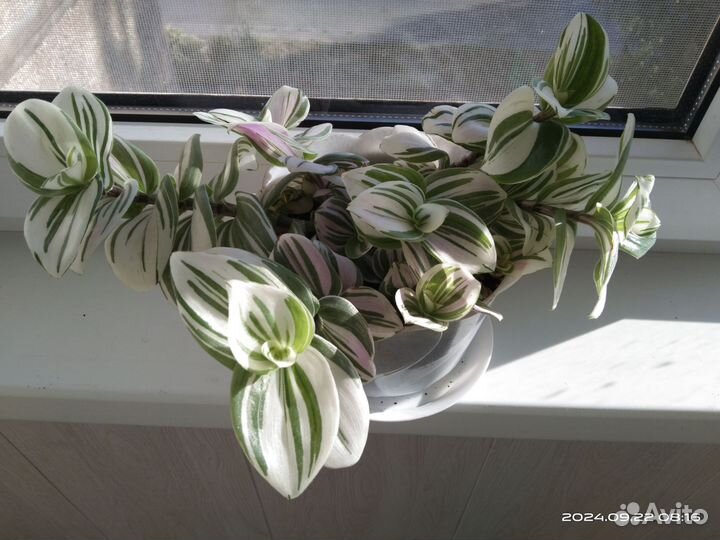 Комнатные цветы, традесканция, хлорофитум, фиалки