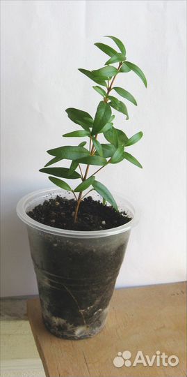 Мирт. Гранат