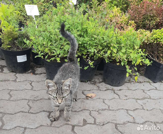 Кошки в добрые руки