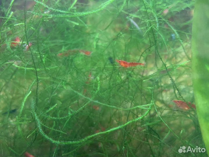 Креветки в аквариум