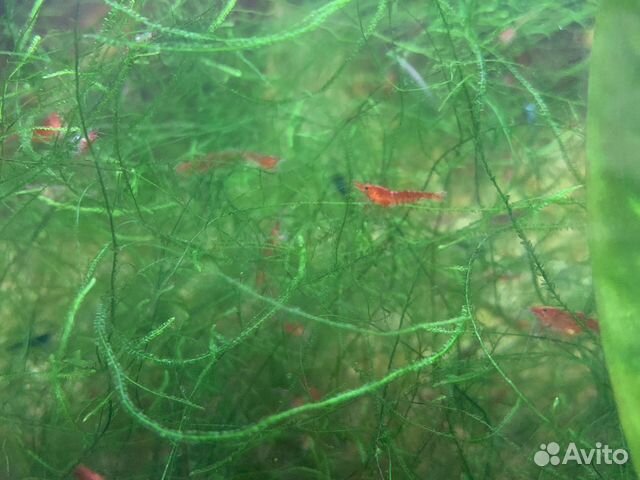 Креветки в аквариум