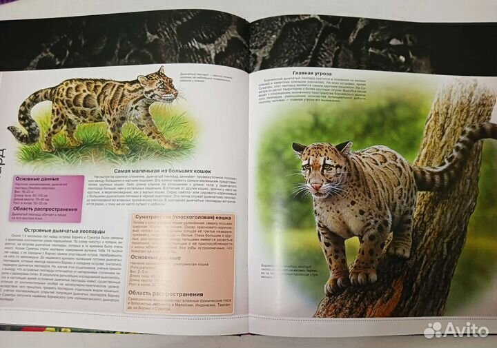 Редкая Энциклопедия 3d 