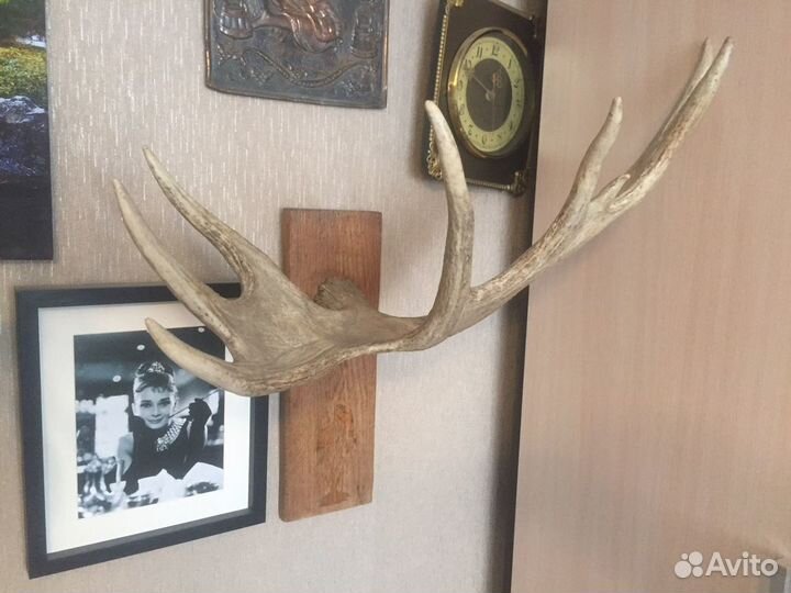 Рога лося подарочные