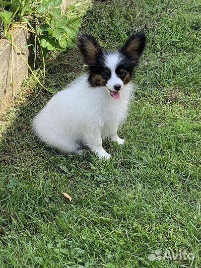 Щенок папийона(девочка)