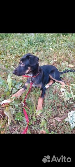 Щенки бесплатно