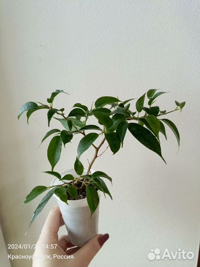 Фикус бенджамина