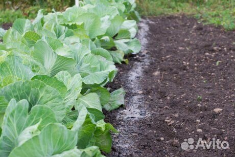 Зола древесная 5л чистая удобрение