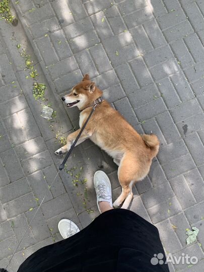 Кобель на вязку. сиба-ину