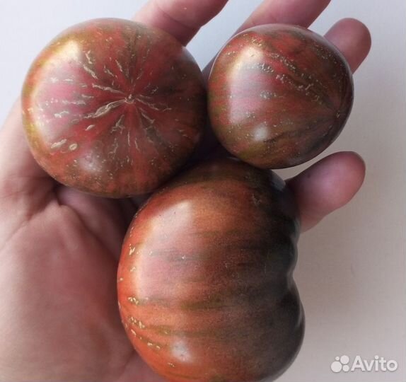 Семена томатов Сорт 