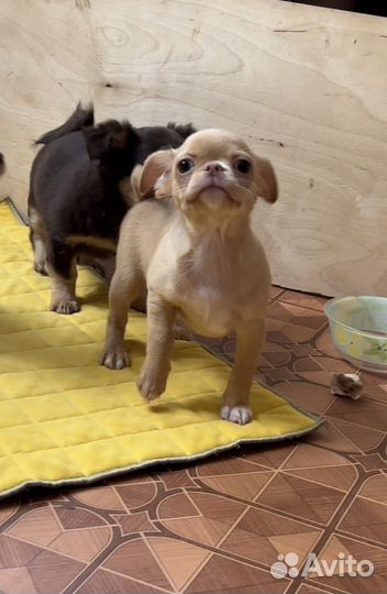 Чихуахуа чудо мальчик