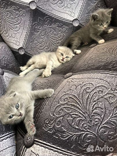 Шотландские котята