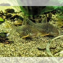 Коридорас Штерба (Corydoras Sterbai)