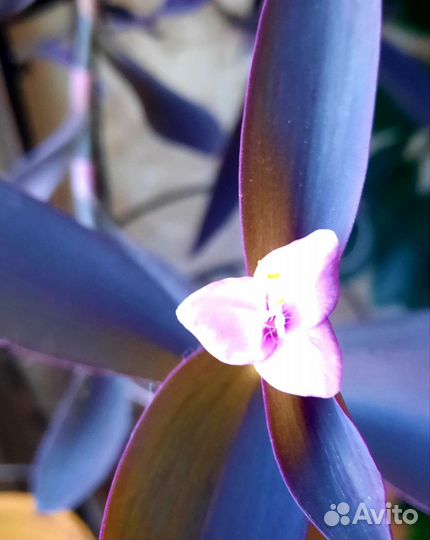 Сеткрезия пурпурная