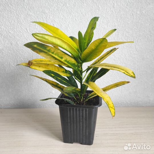 Кротон Санни стар