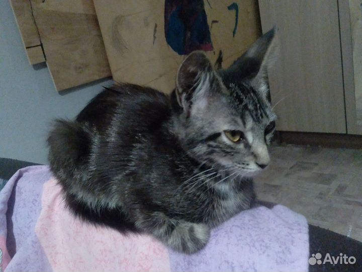 Кошка. Шерстяные маленькие демоны