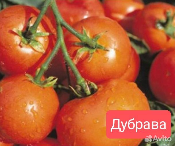 Низкорослые для открытого грунта семена томатов