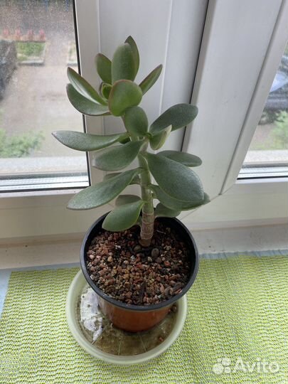 Крассула толстянка (денежное дерево)