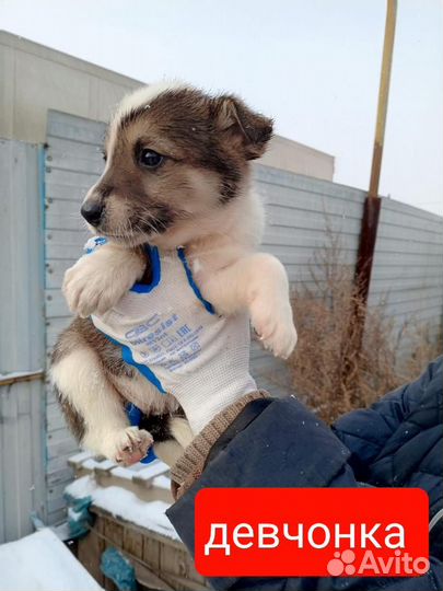 Щенок в добрые руки