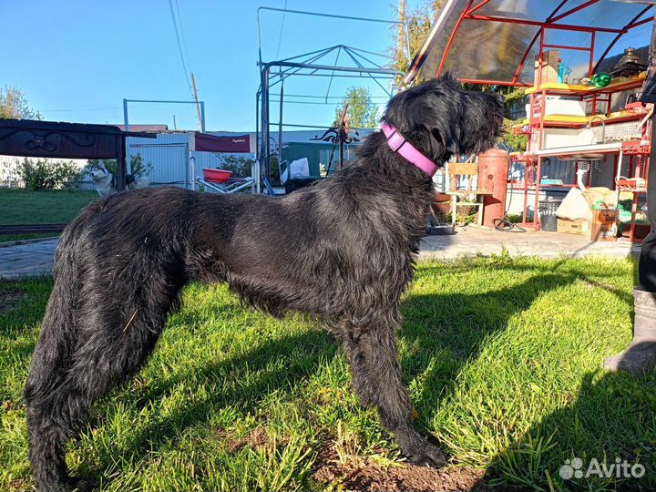 Дратхаар в добрые руки