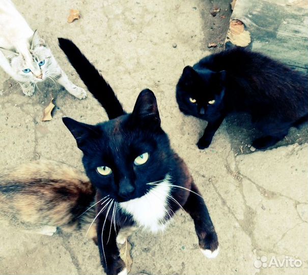 Кот мышелов в добрые руки