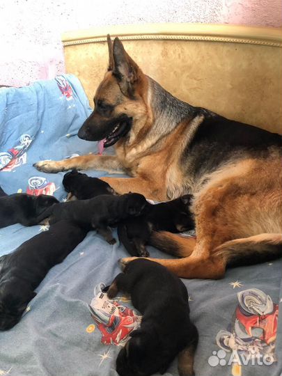 Немецкая овчарка