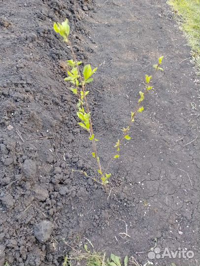 Саженцы плодовых деревьев