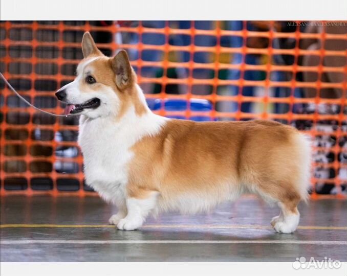 Вязка Кобель вельш-корги пемброк