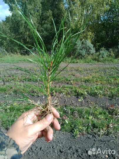 Сеянцы хвойных культур